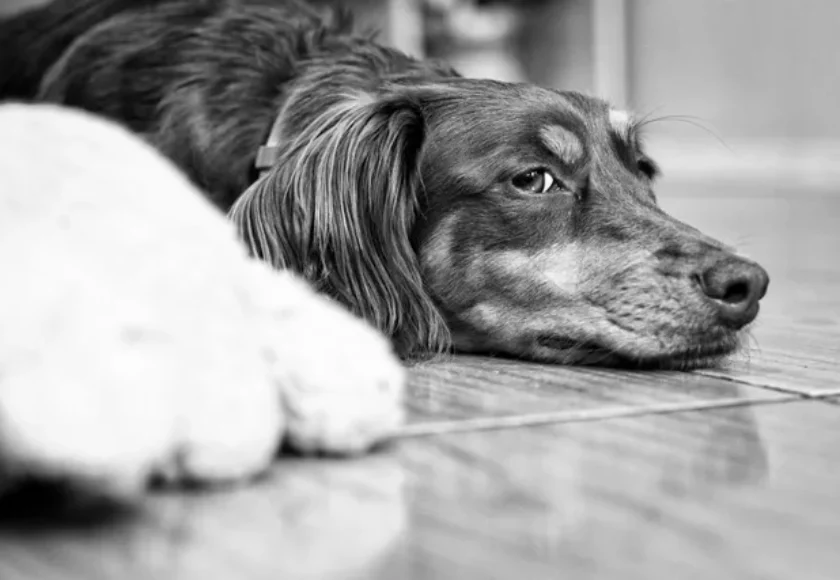 Todo Sobre el Celo en los Perros- ¿También Llegan a la Menopausia?