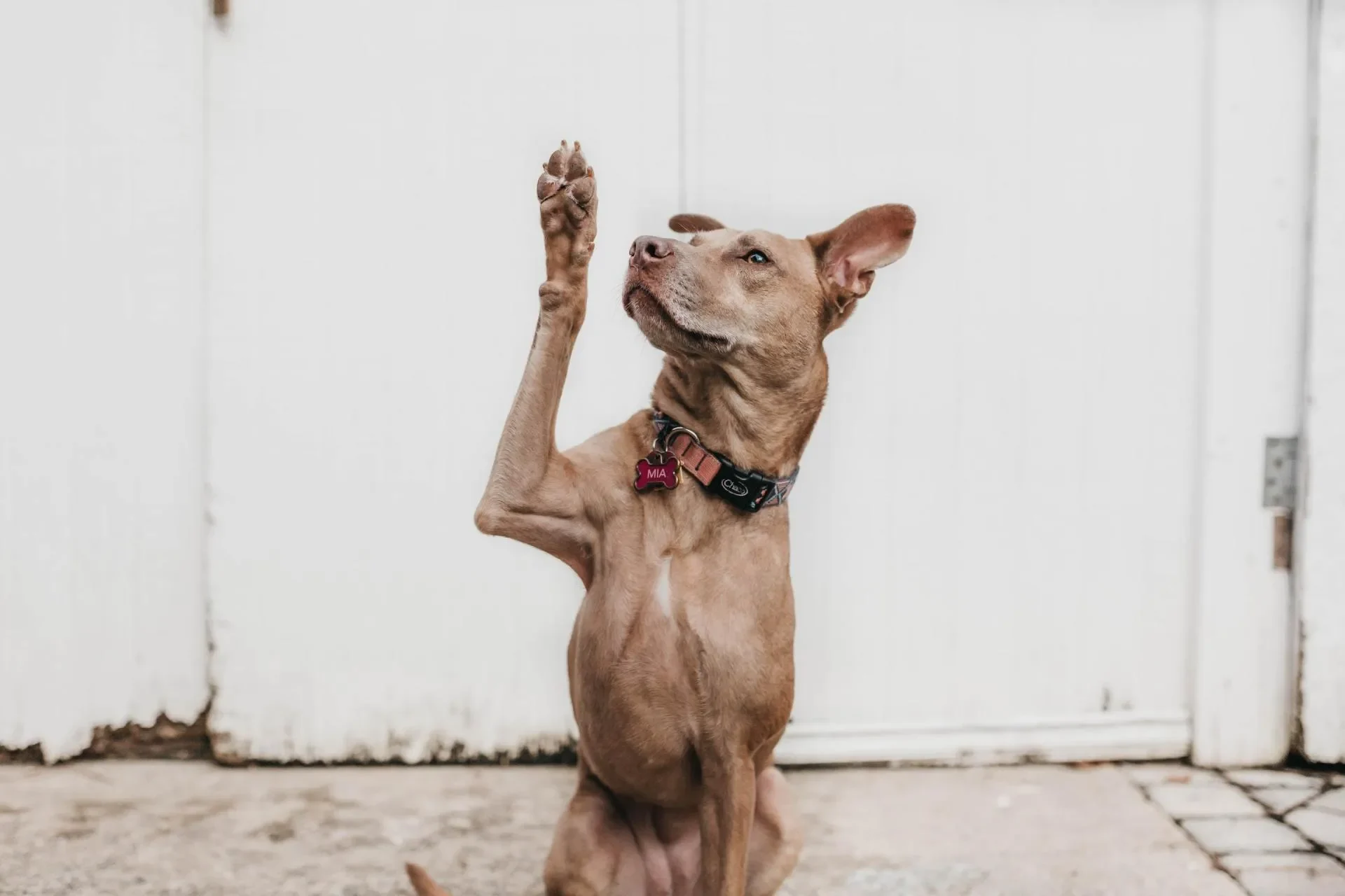 Todo sobre el adiestramiento canino a domicilio