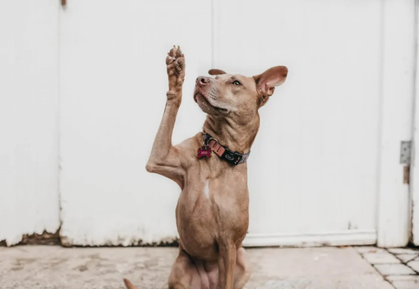 Todo sobre el adiestramiento canino a domicilio