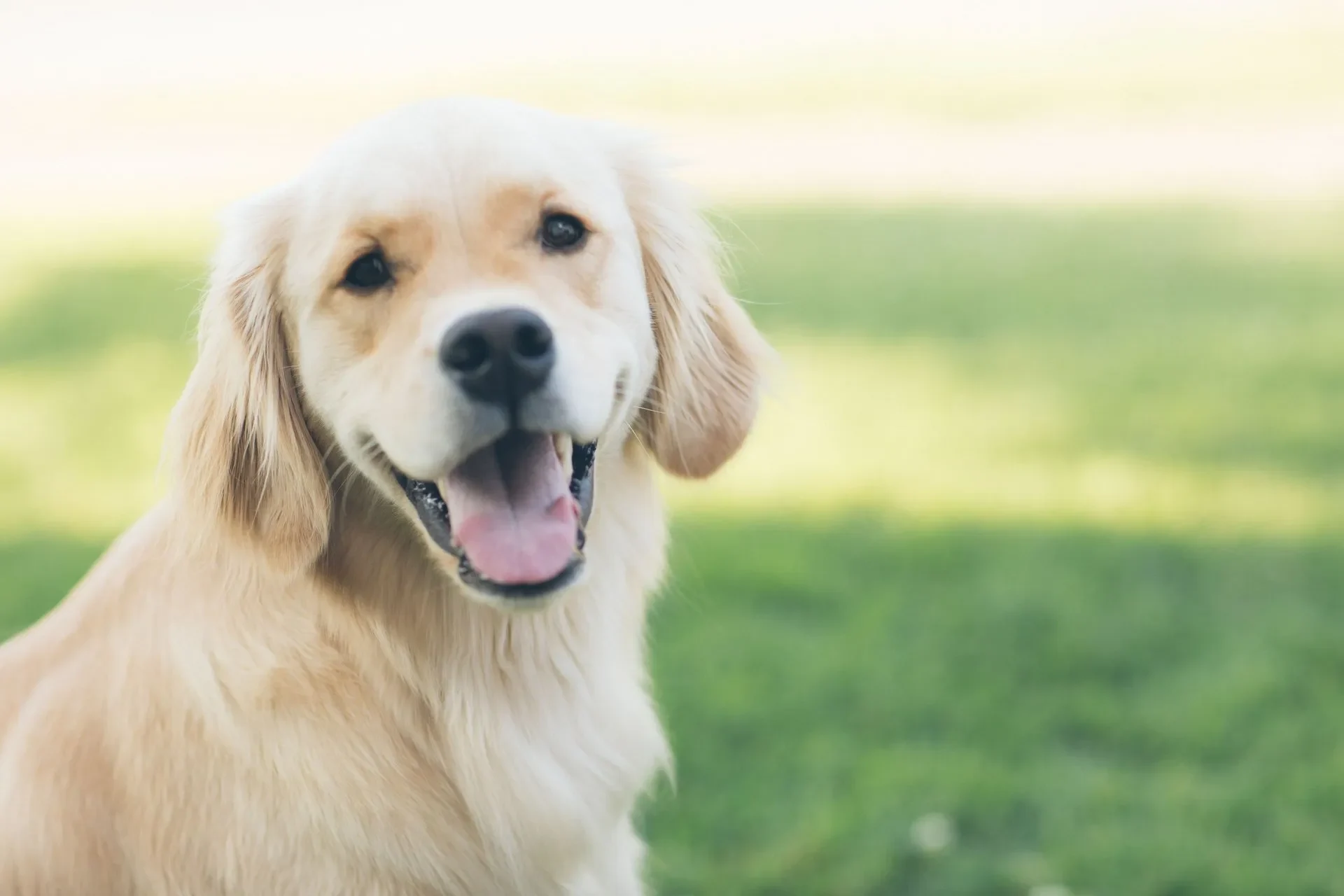 Tres proyectos que apoyan la adopción de perros