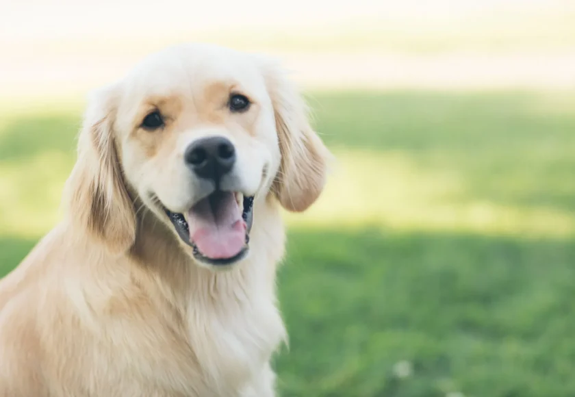 Tres proyectos que apoyan la adopción de perros