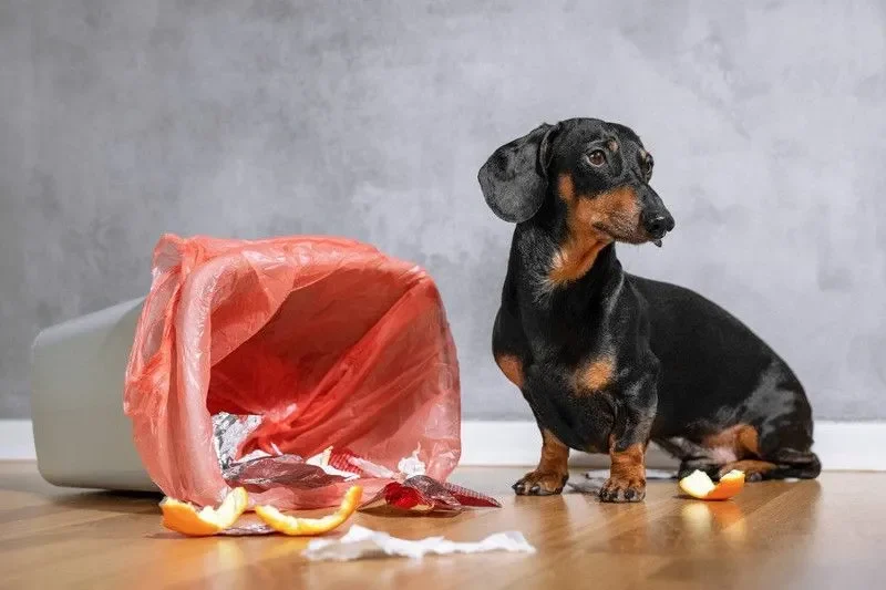 por-que-mi-perro-se-come-la-basura
