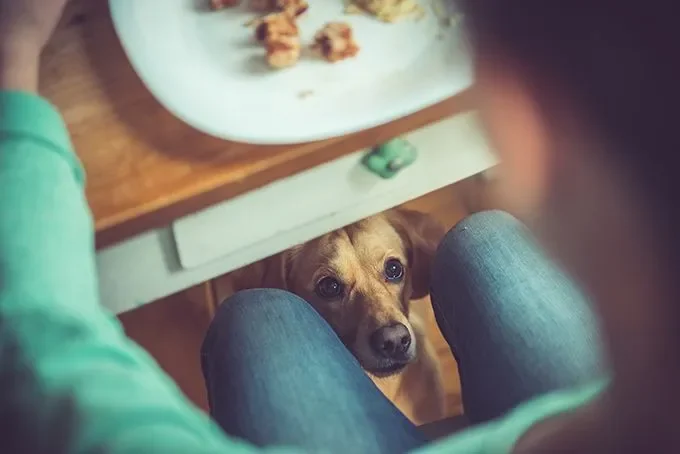 por-que-mi-perro-me-observa-mientras-estoy-comiendo-entendiendo-su-comportamiento