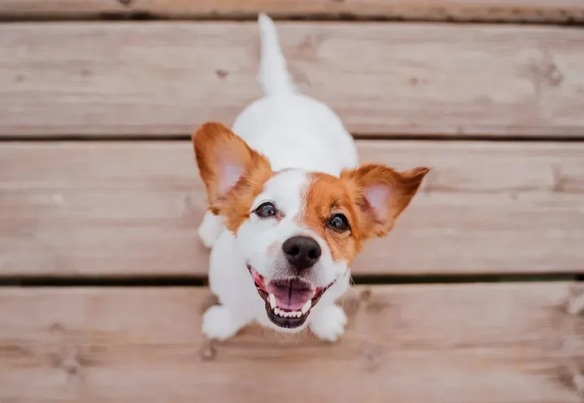 por-que-a-mi-perro-se-le-eriza-el-pelo-con-otros-perros