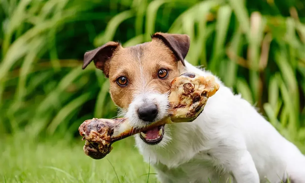perjudicial-perro-comer-huesos-t.jpg-1920w
