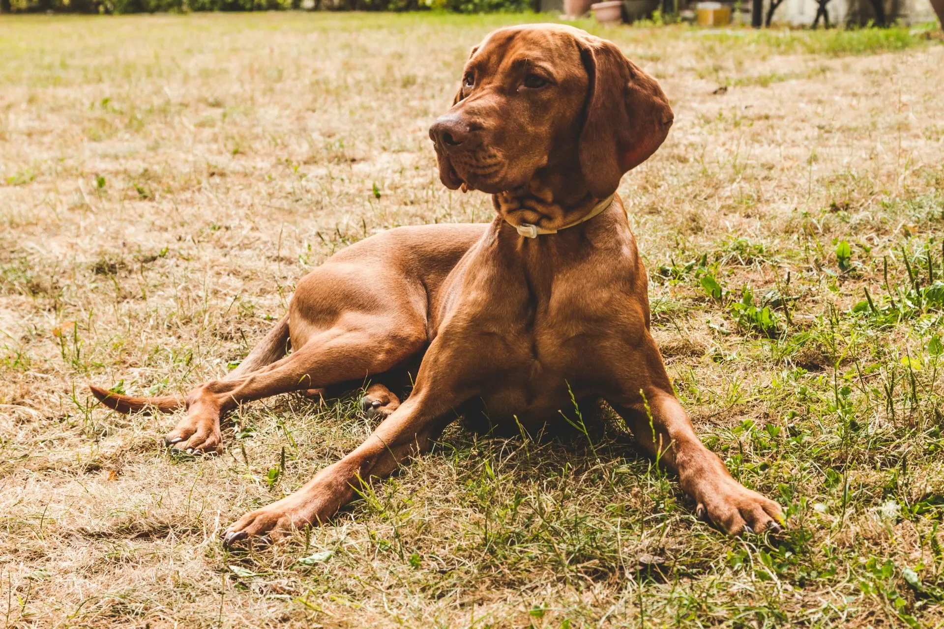 Mi Perro ya Olvidó su Adiestramiento Canino: Qué Hago