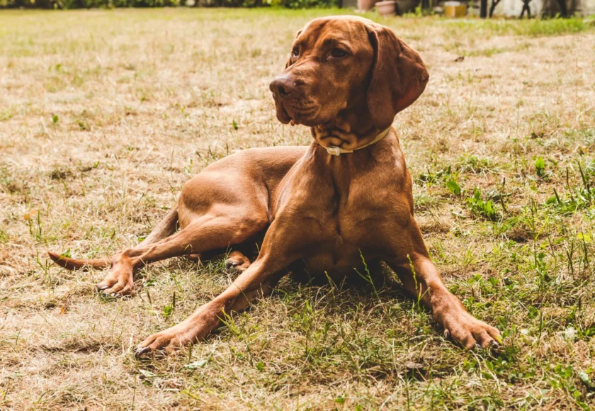 Mi Perro ya Olvidó su Adiestramiento Canino: Qué Hago