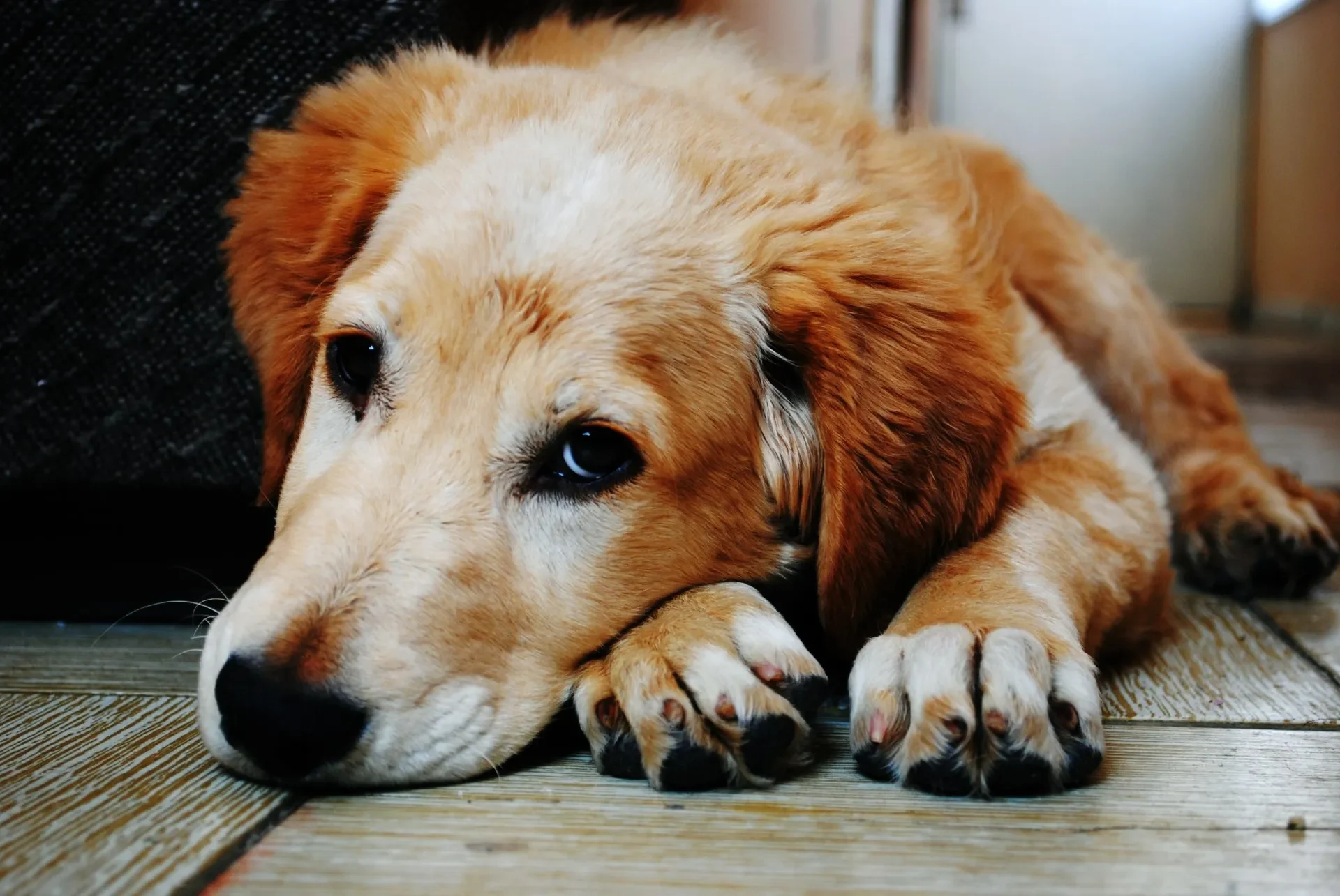 ¿Cómo Lograr que un Perro Adulto se Adapte a su Nueva Casa?