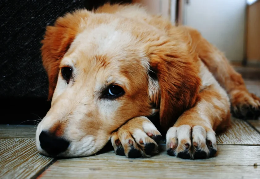 ¿Cómo Lograr que un Perro Adulto se Adapte a su Nueva Casa?