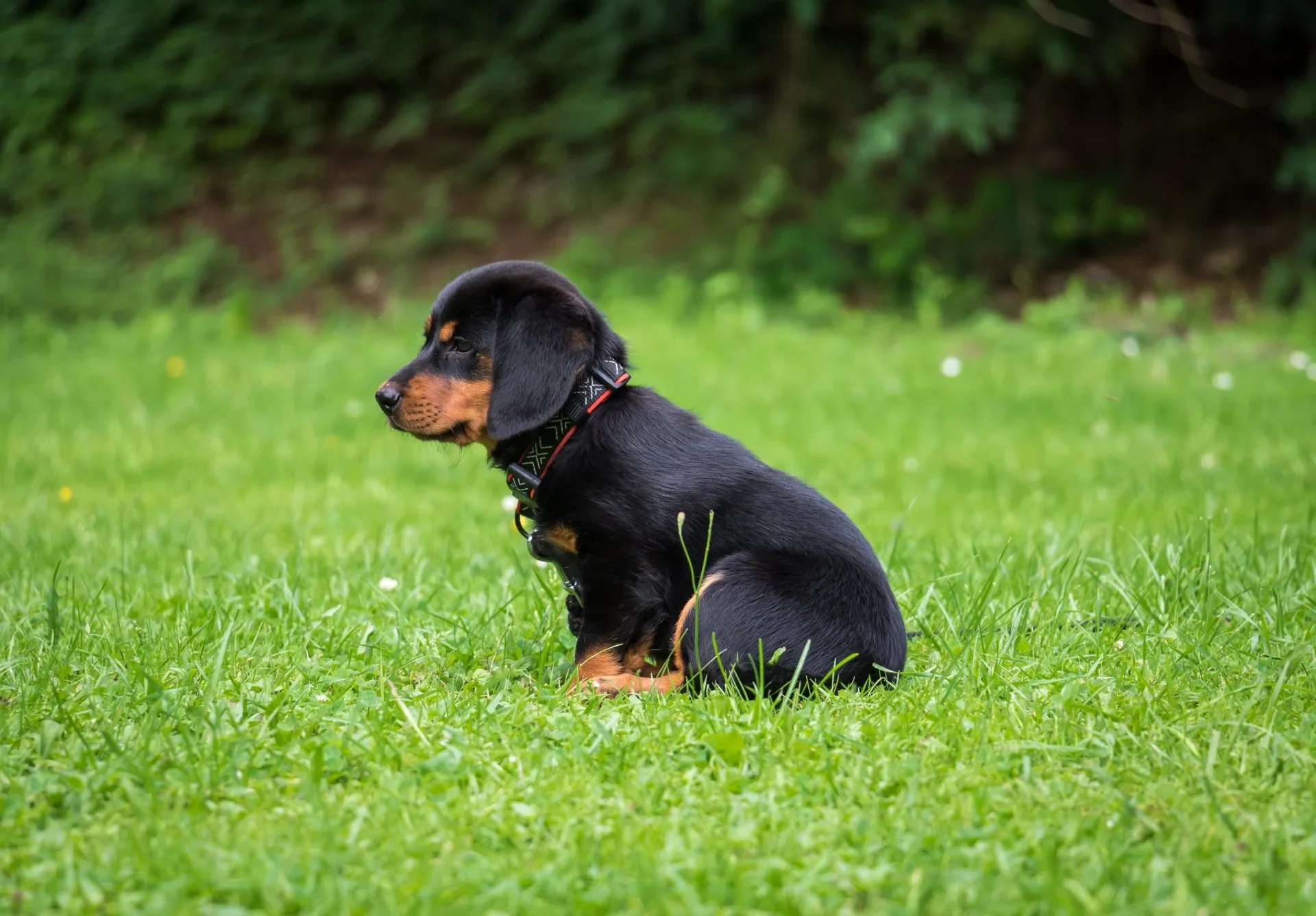 primeras-horas-cachorro