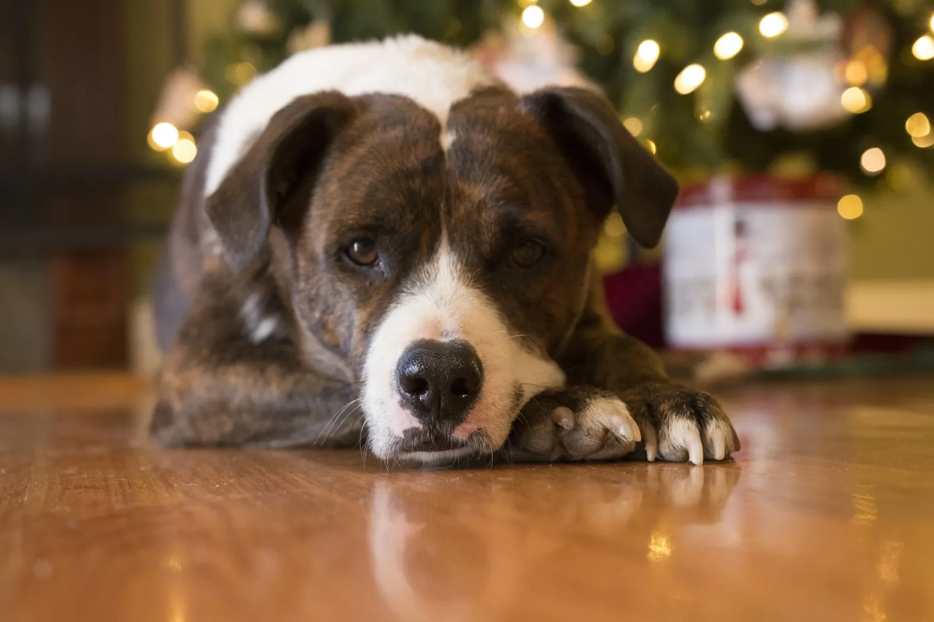 perro-navidad