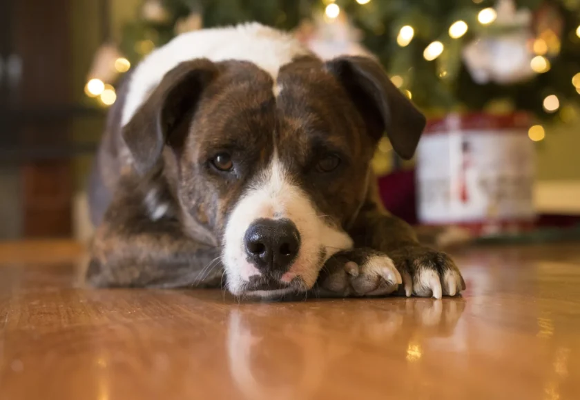 perro-navidad