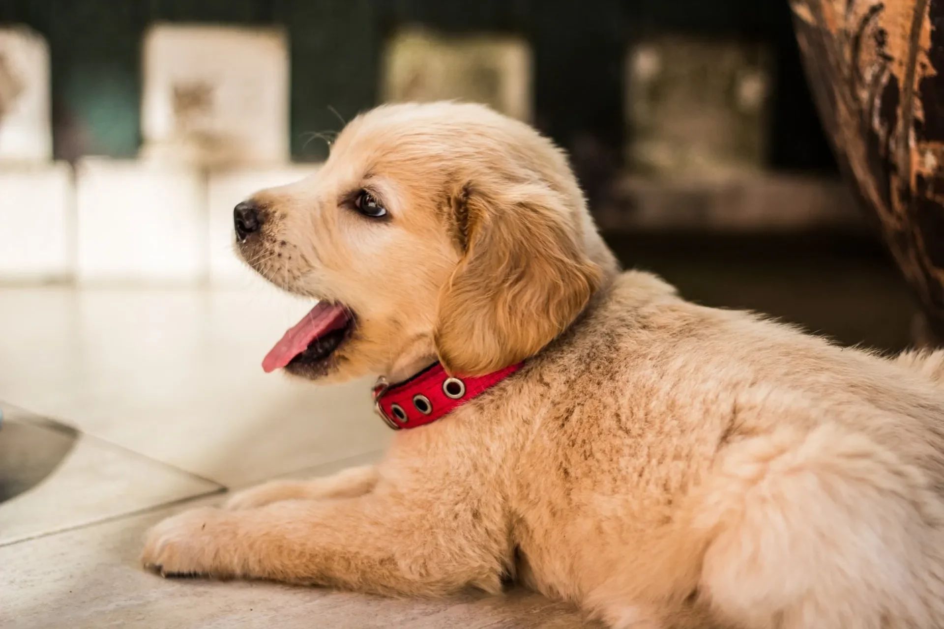 perro-tiene-alergia