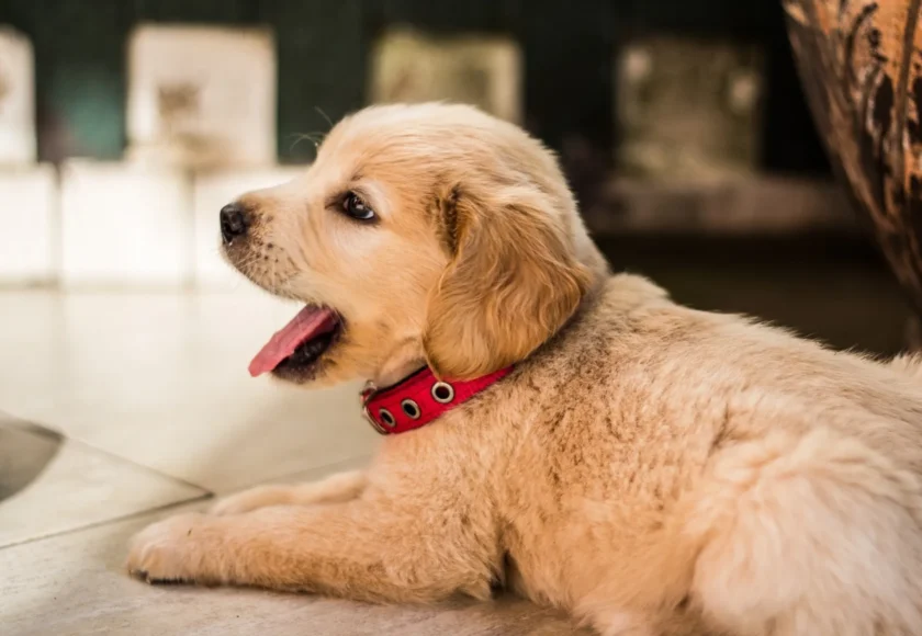 perro-tiene-alergia