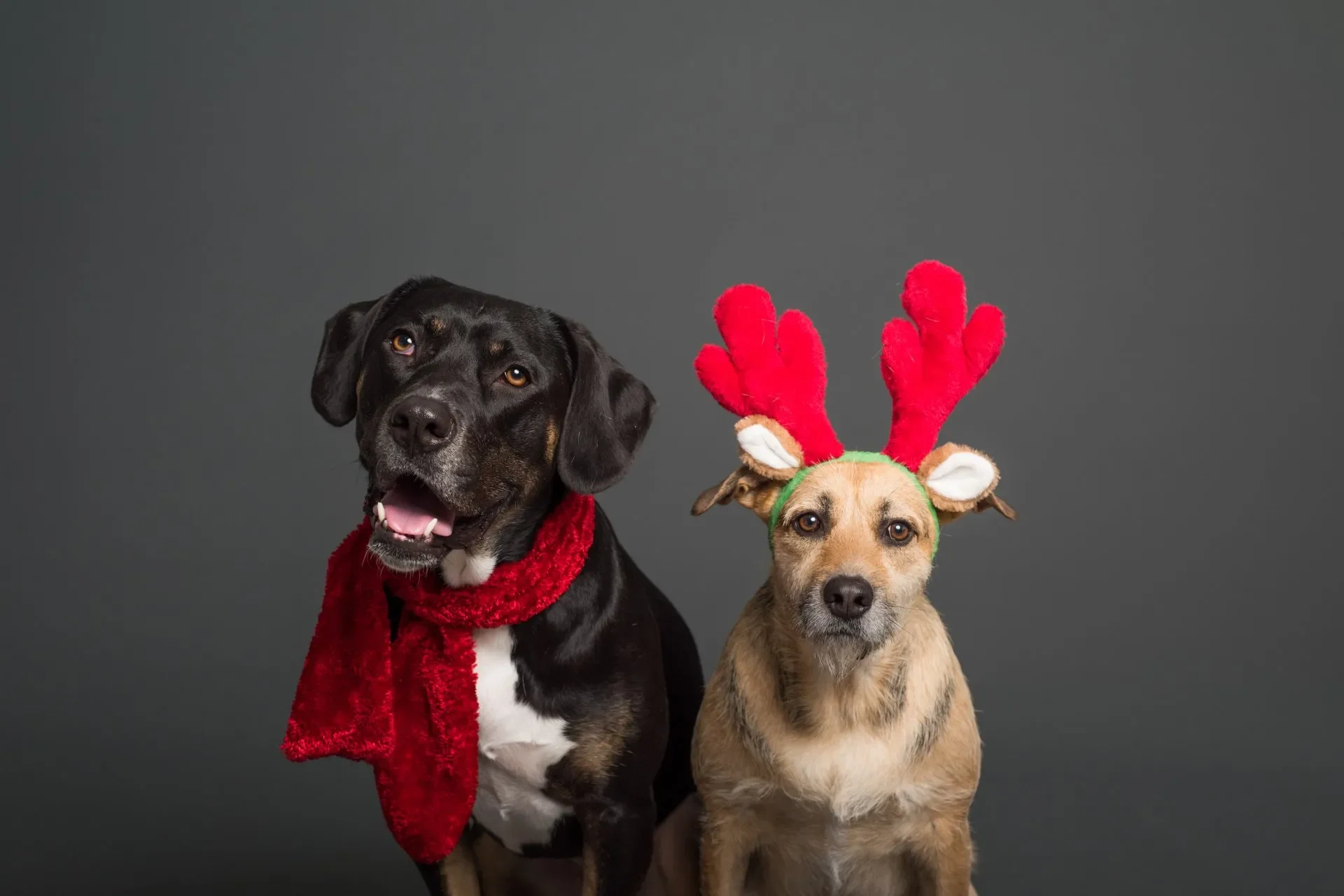 perros-dia-de-reyes