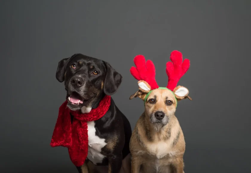 perros-dia-de-reyes
