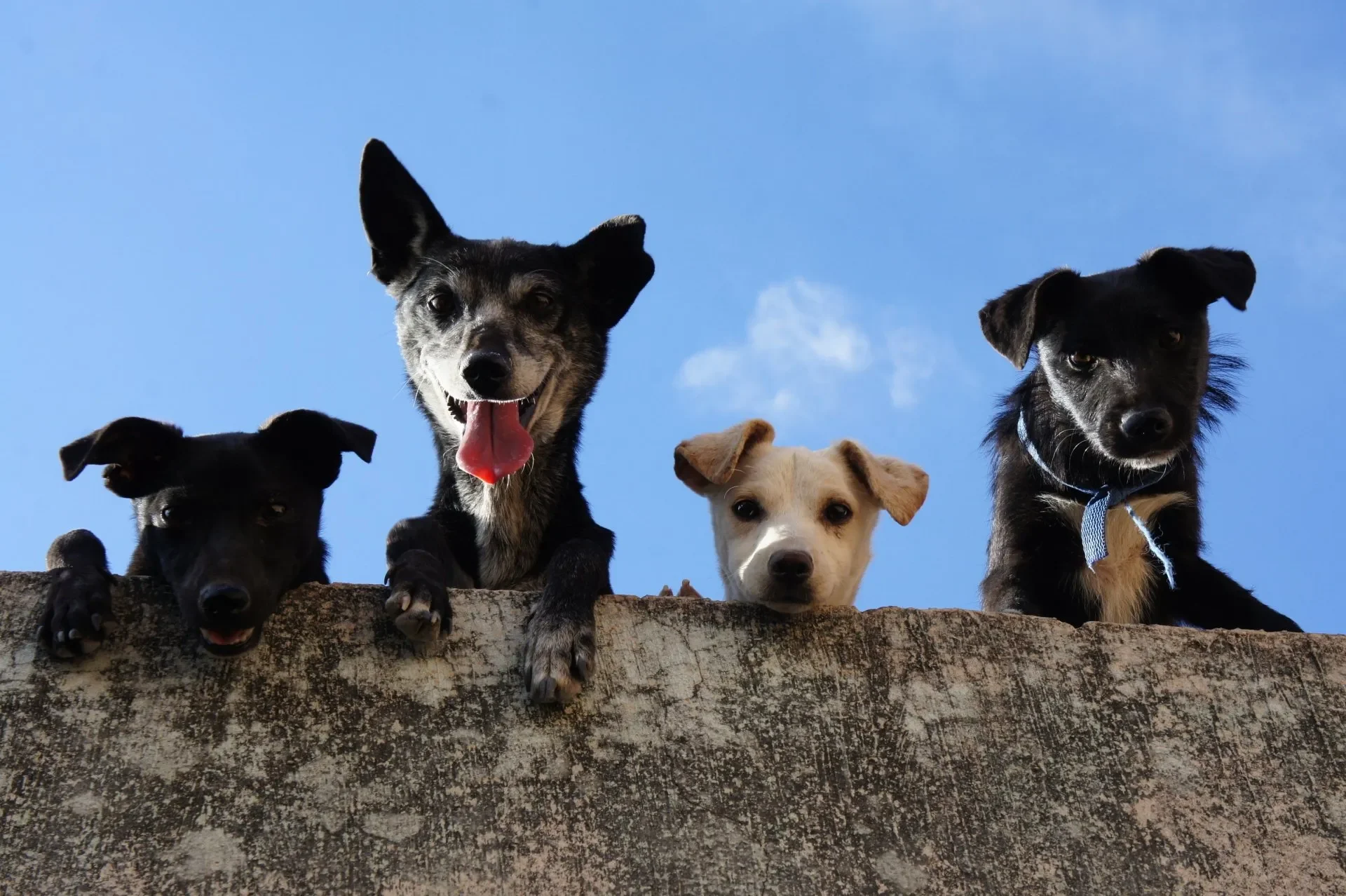 perros-pueden-comer-huesos-dudas
