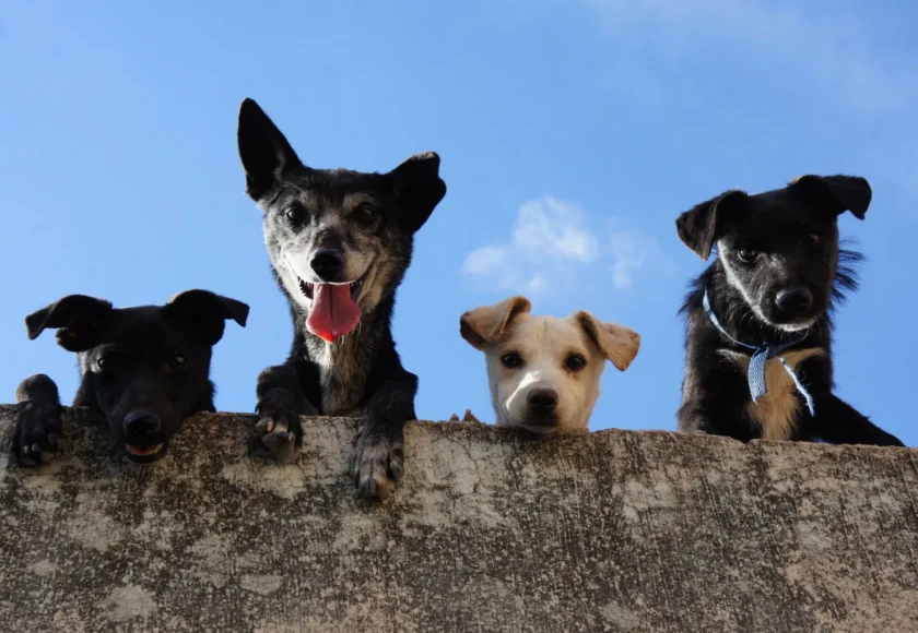perros-pueden-comer-huesos-dudas