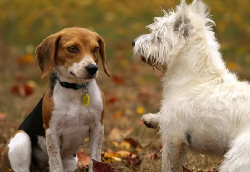 Cómo Lograr que mi Perro Reciba Bien a un Nuevo Perro en Casa