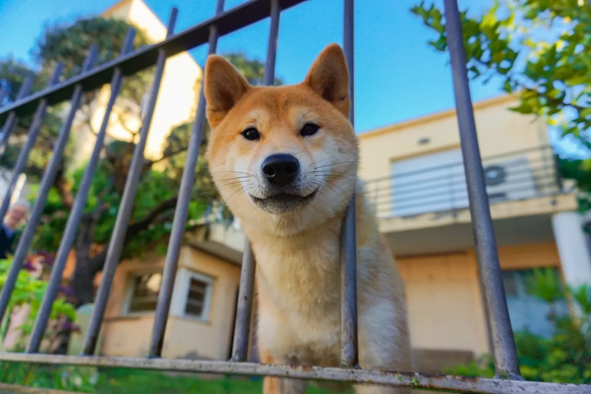 ¿Cómo Evitar que tu Perro Ladre por la Noche?