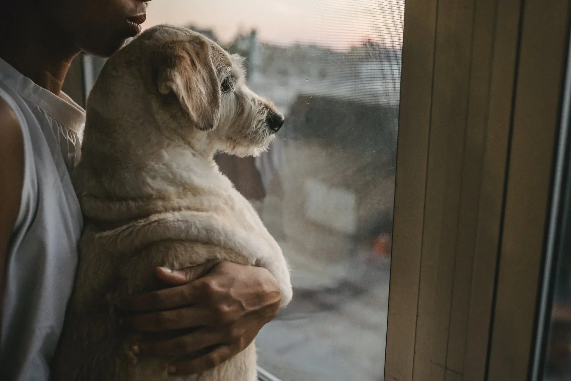Por qué la Pirotecnia Afecta Tanto a los Perros