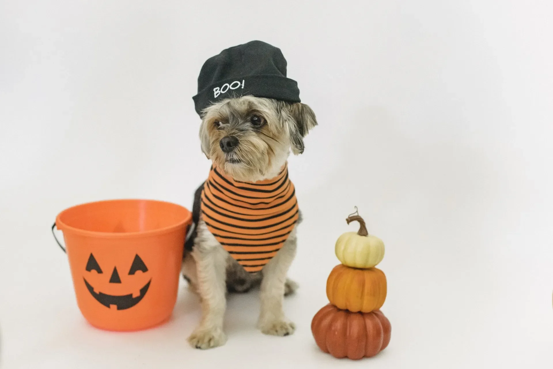 Perro Halloween