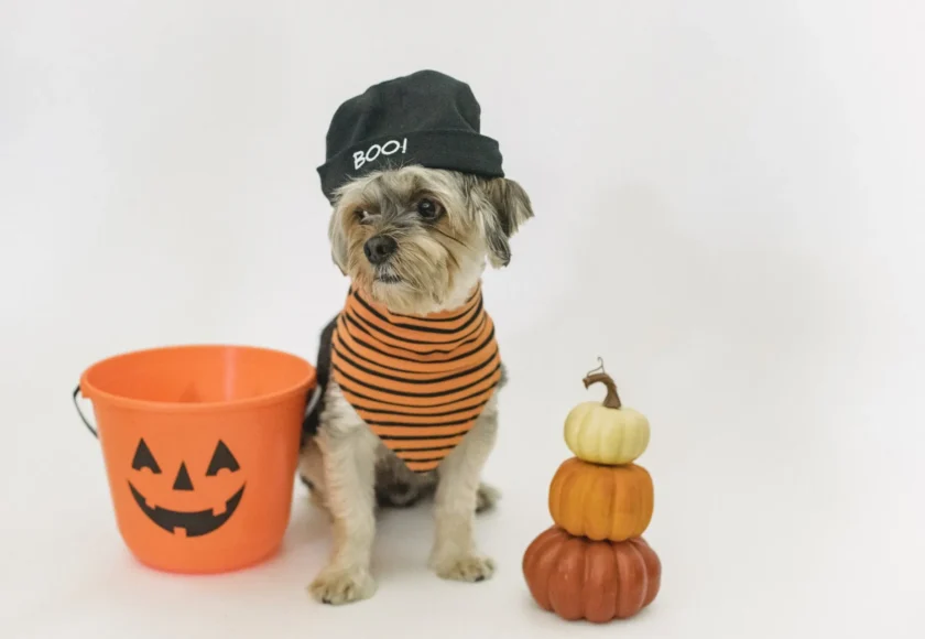Perro Halloween