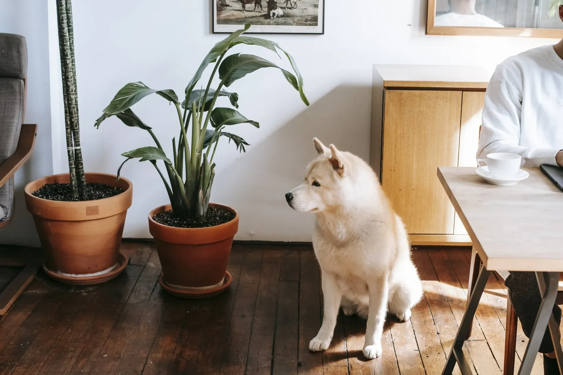 plantas-peligrosas-para-perros