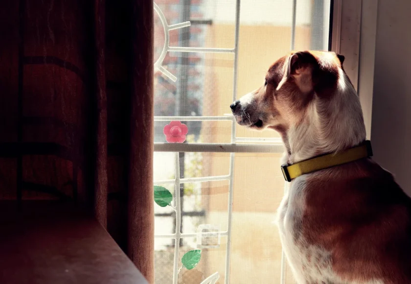 A muchos perros les encanta mirar por la ventana porque les proporciona una gran cantidad de estímulos sensoriales y les permite mantenerse alerta y entretenidos. Los perros son criaturas muy curiosas y están naturalmente interesados en todo lo que sucede a su alrededor, y mirar por la ventana les permite observar el mundo exterior sin tener que salir de casa. Además, mirar por la ventana también puede proporcionar una sensación de seguridad y comodidad para algunos perros, especialmente aquellos que pueden sentirse un poco ansiosos o inseguros en entornos desconocidos. Al observar el mundo exterior desde la seguridad de su hogar, estos perros pueden sentirse más seguros y confiados. También es posible que algunos perros miren por la ventana para buscar la atención de sus dueños o para señalar algo que les llame la atención, como la presencia de otros perros, animales salvajes o personas cómo si tu mascota contara con una pensión canina. Algunos perros también pueden ladrar o gruñir cuando ven algo interesante por la ventana, lo que puede ser una forma de comunicarse con sus dueños y hacerles saber que han detectado algo fuera de lo común. En resumen, mirar por la ventana es una actividad natural y emocionante para muchos perros, que les permite mantenerse alerta, entretenidos y sentirse seguros. Si su perro disfruta mirando por la ventana, es importante proporcionarle un acceso seguro y supervisado para que pueda disfrutar de esta actividad de manera segura. Integrar a tu perro a una guardería canina puede ser una buena idea