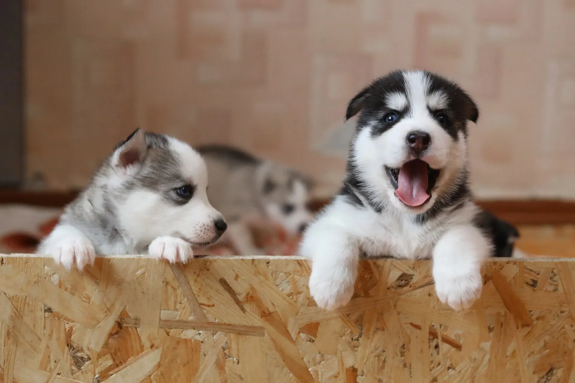 presupuesto-anual-perro