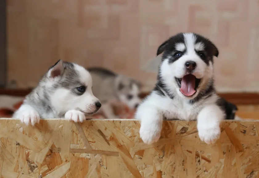 presupuesto-anual-perro
