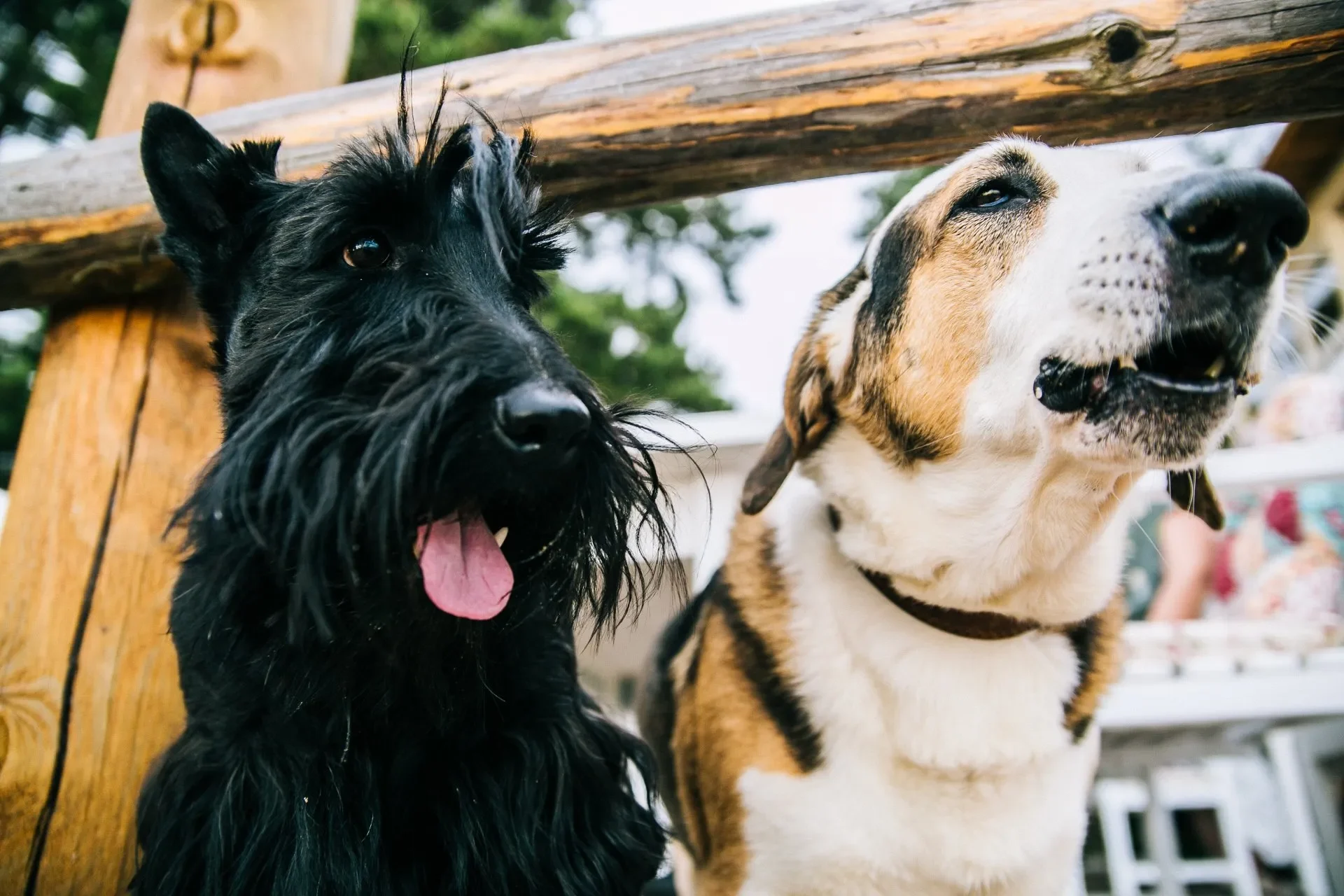 presentar-perros-calle