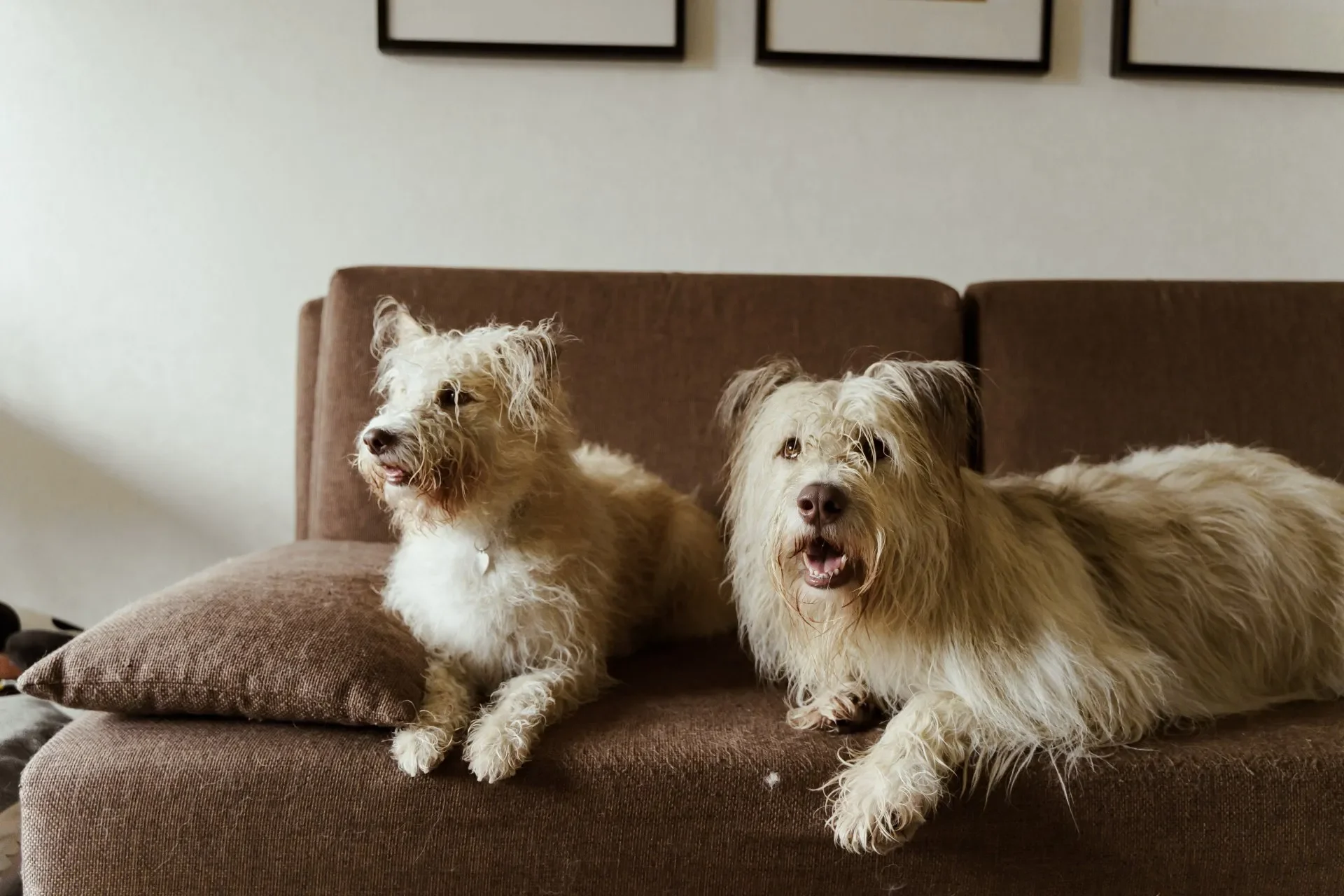 preguntas-antes-de-tener-un-perro