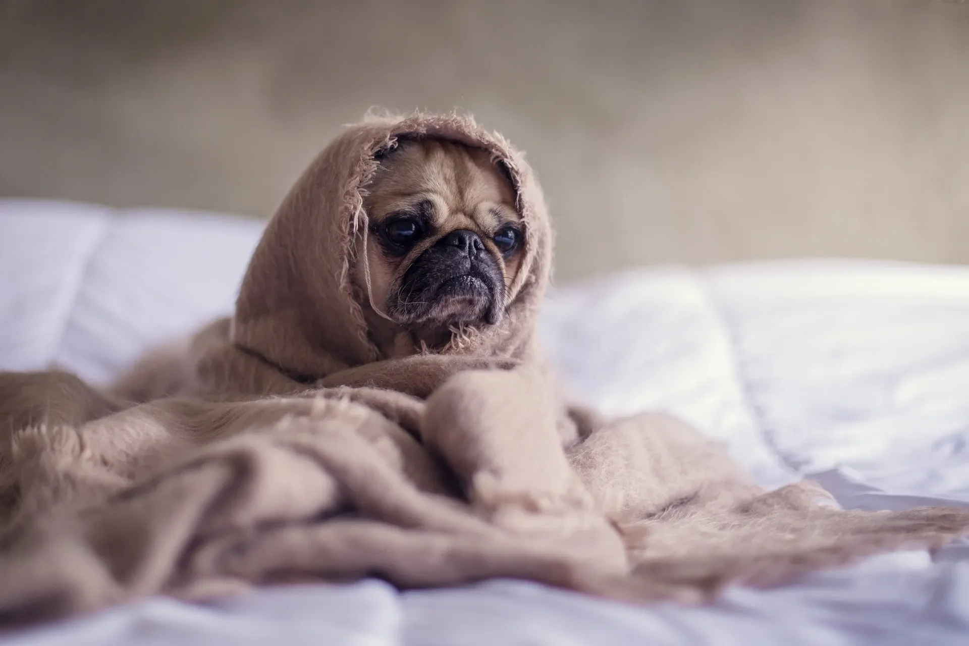 que-tanto-frio-aguantan-los-perros