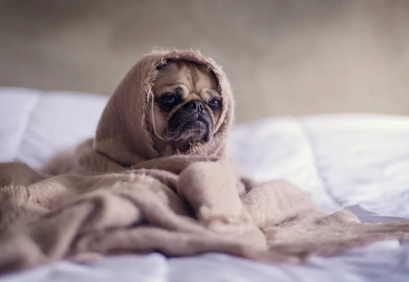 que-tanto-frio-aguantan-los-perros
