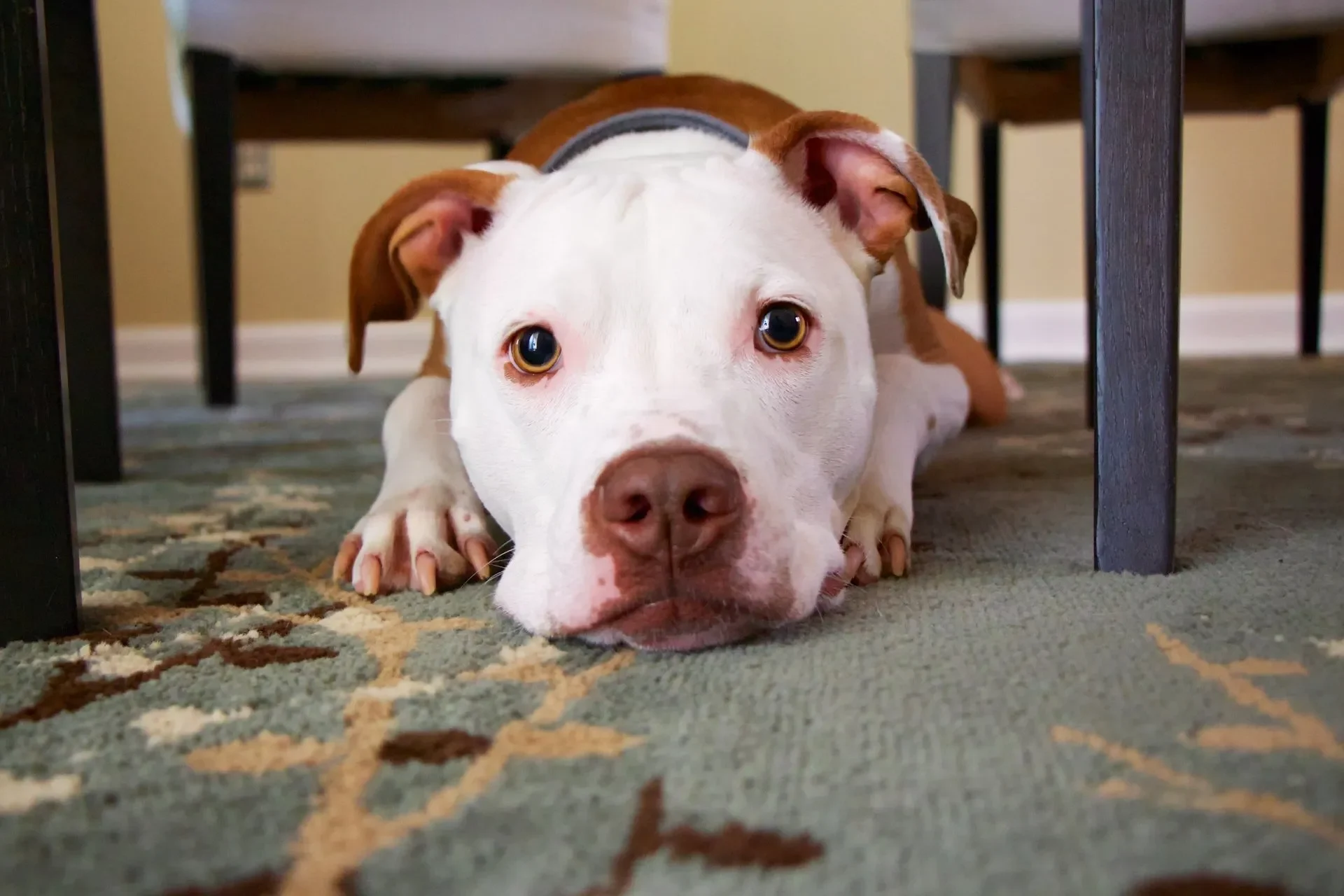 ¿Por qué mi Perro Tiene los Ojos Rojos?