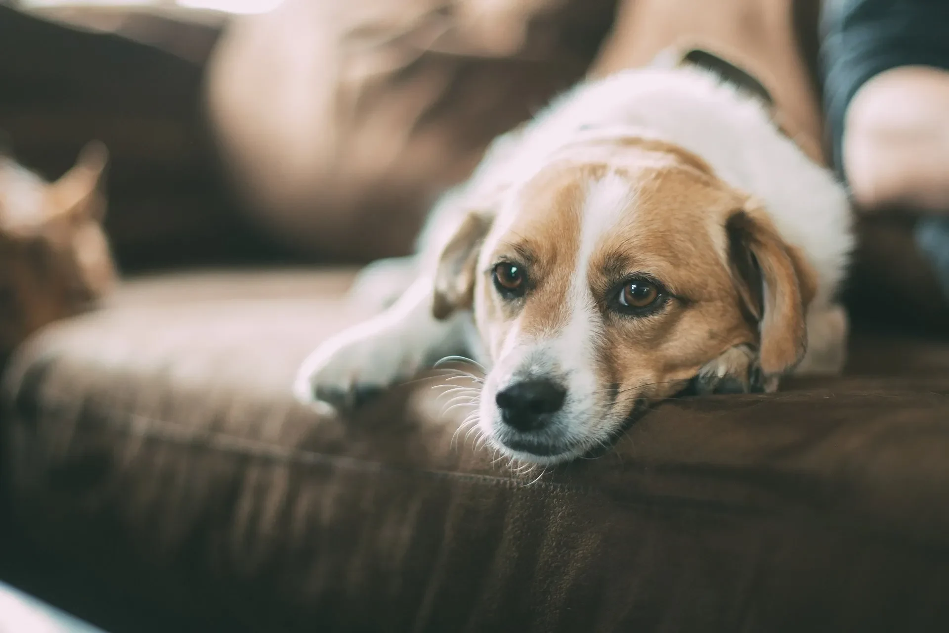 ¿Por qué los Perros se Tiran Pedos con Tanta Frecuencia?