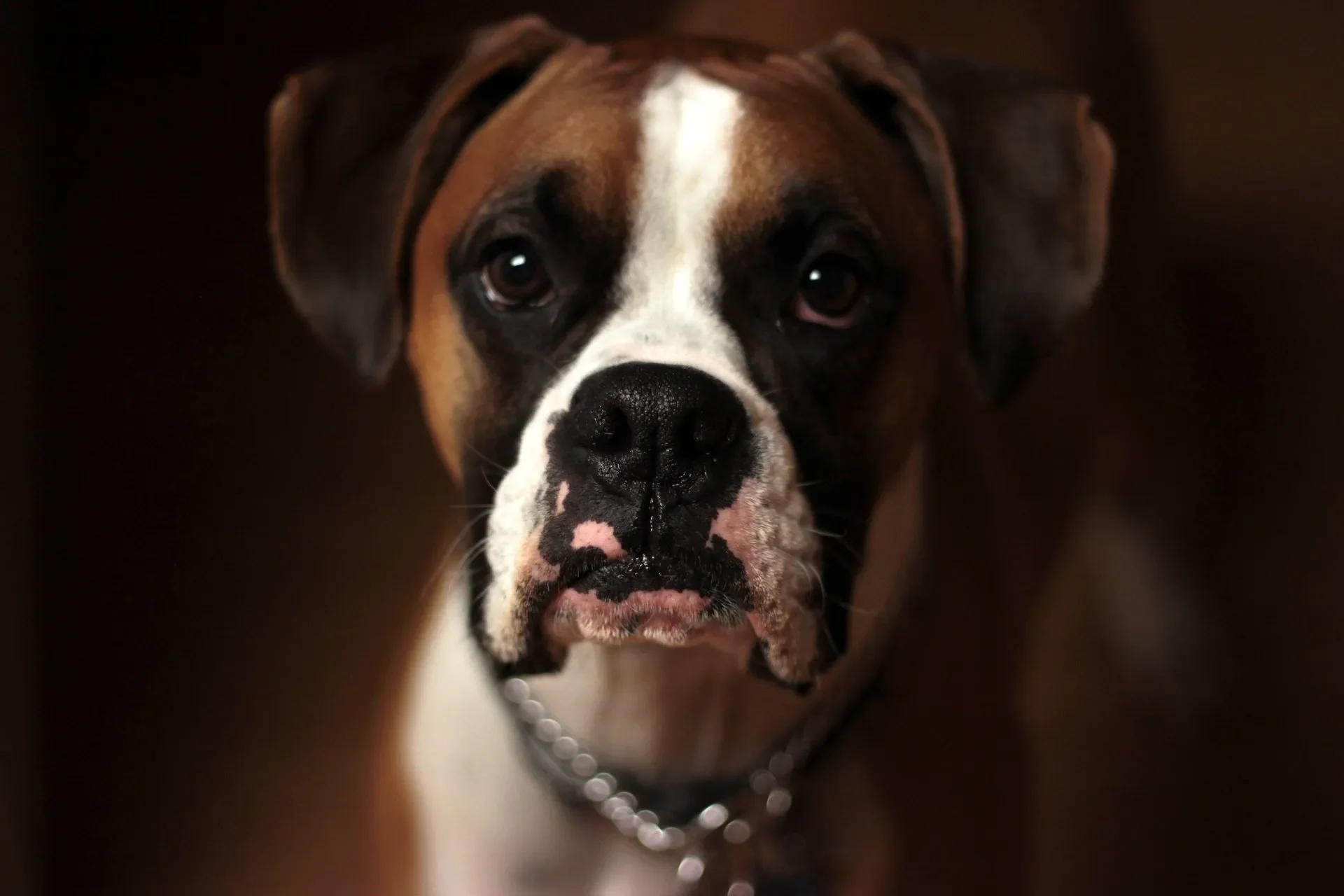 raza-perro-guardian