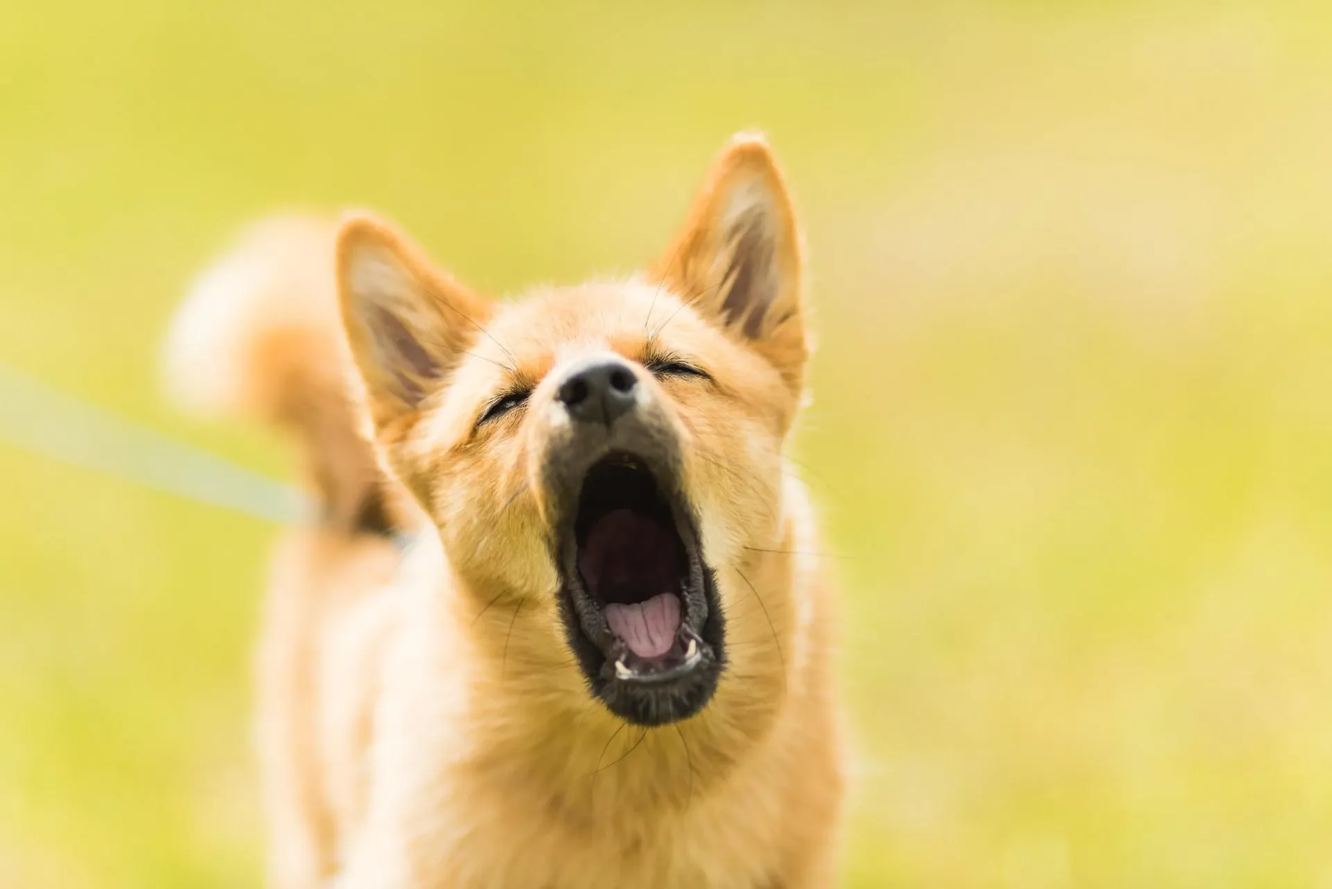 Cómo Enseñarle a tu Perro la Orden de Dejar de Ladrar