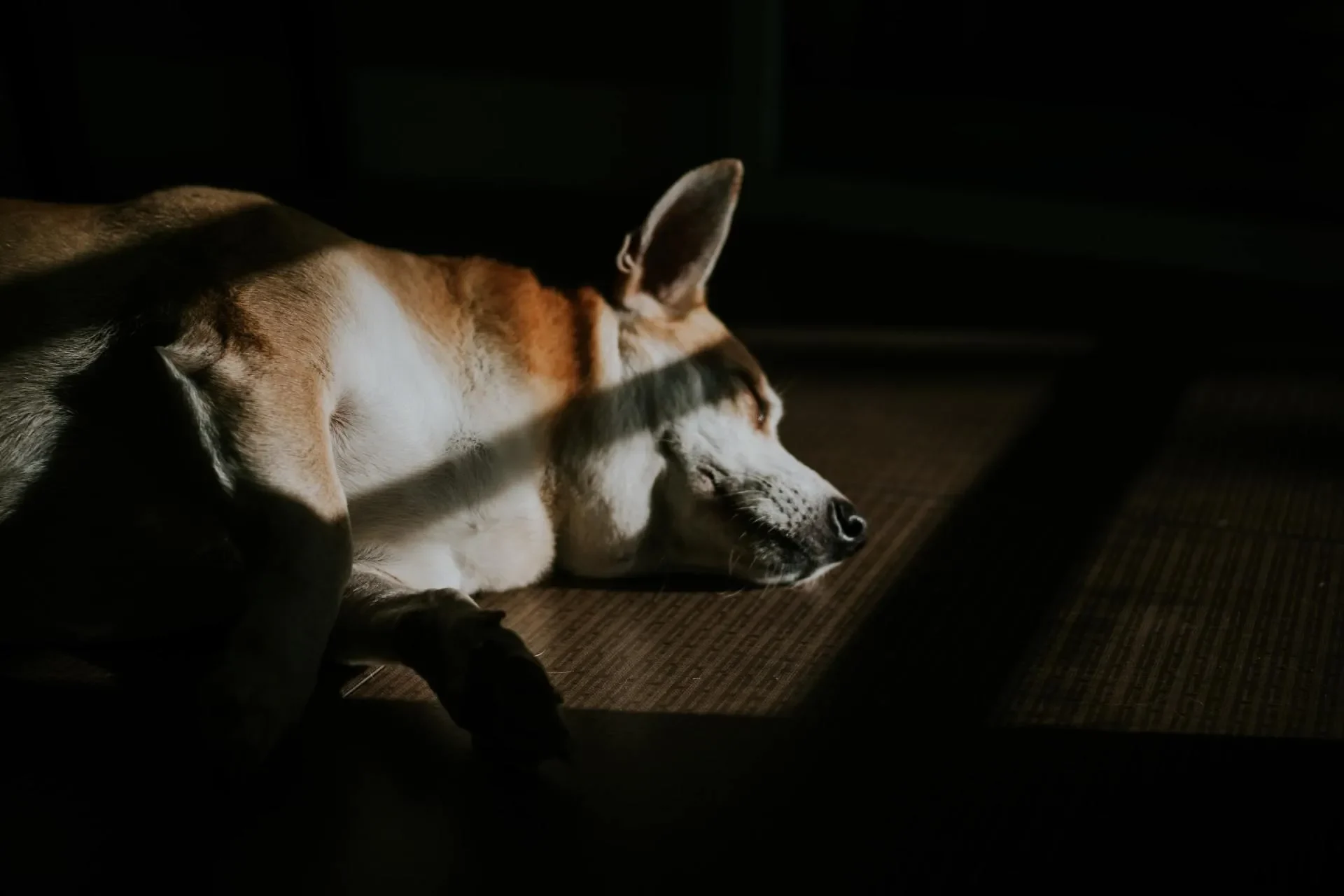 perro-lidiar-perdida