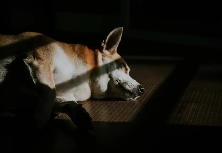 perro-lidiar-perdida