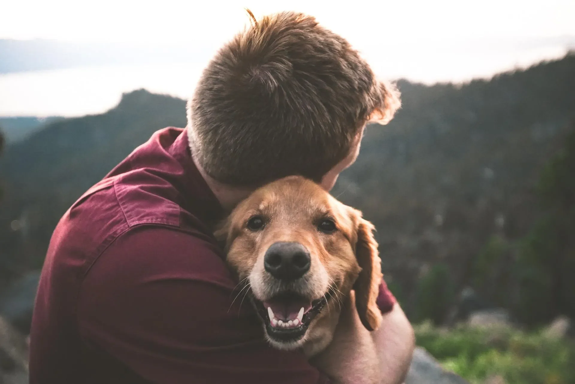 El Perro Perfecto para Ti Según tu Personalidad