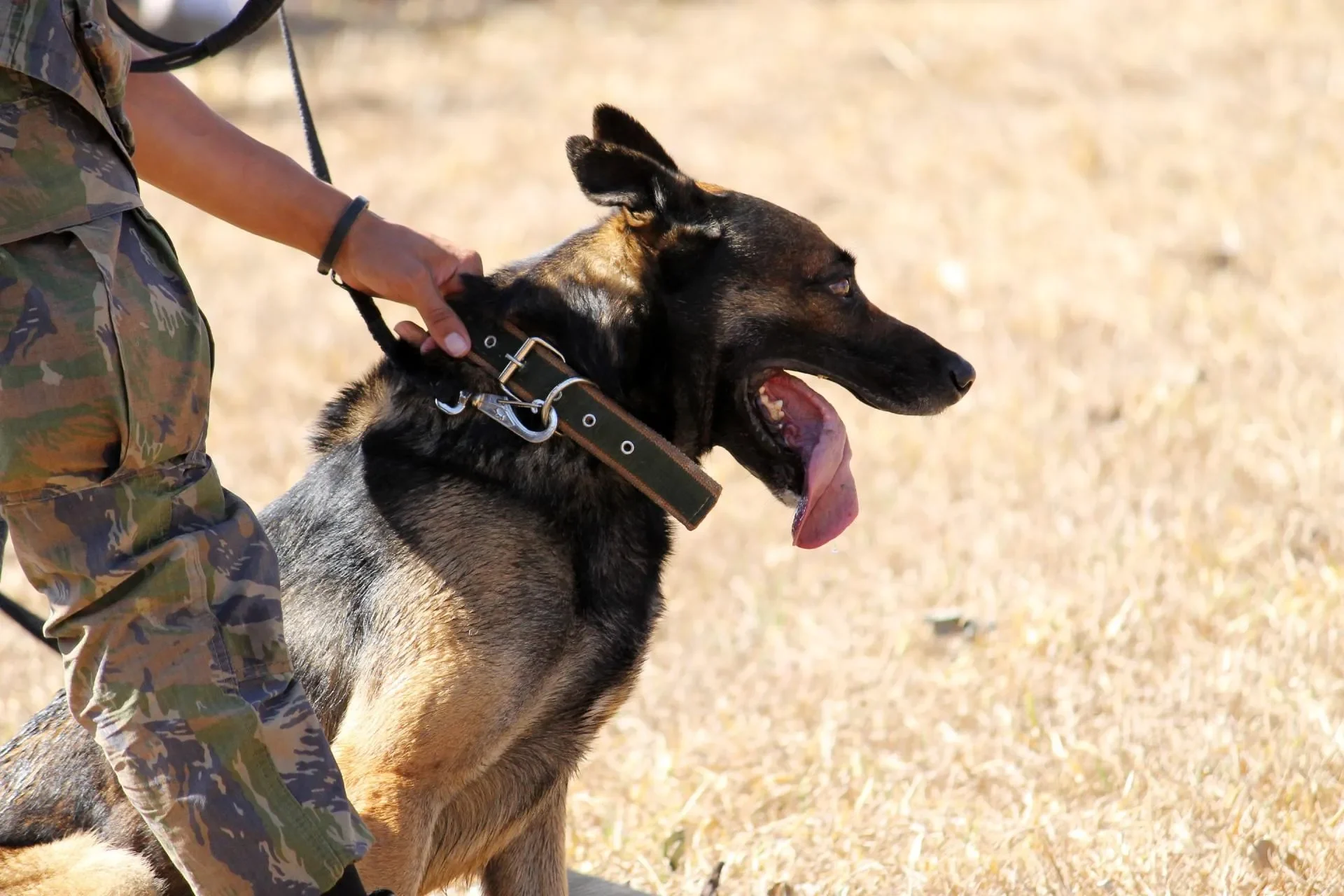 ¿Qué Trabajos Tienen los Perros Policía?