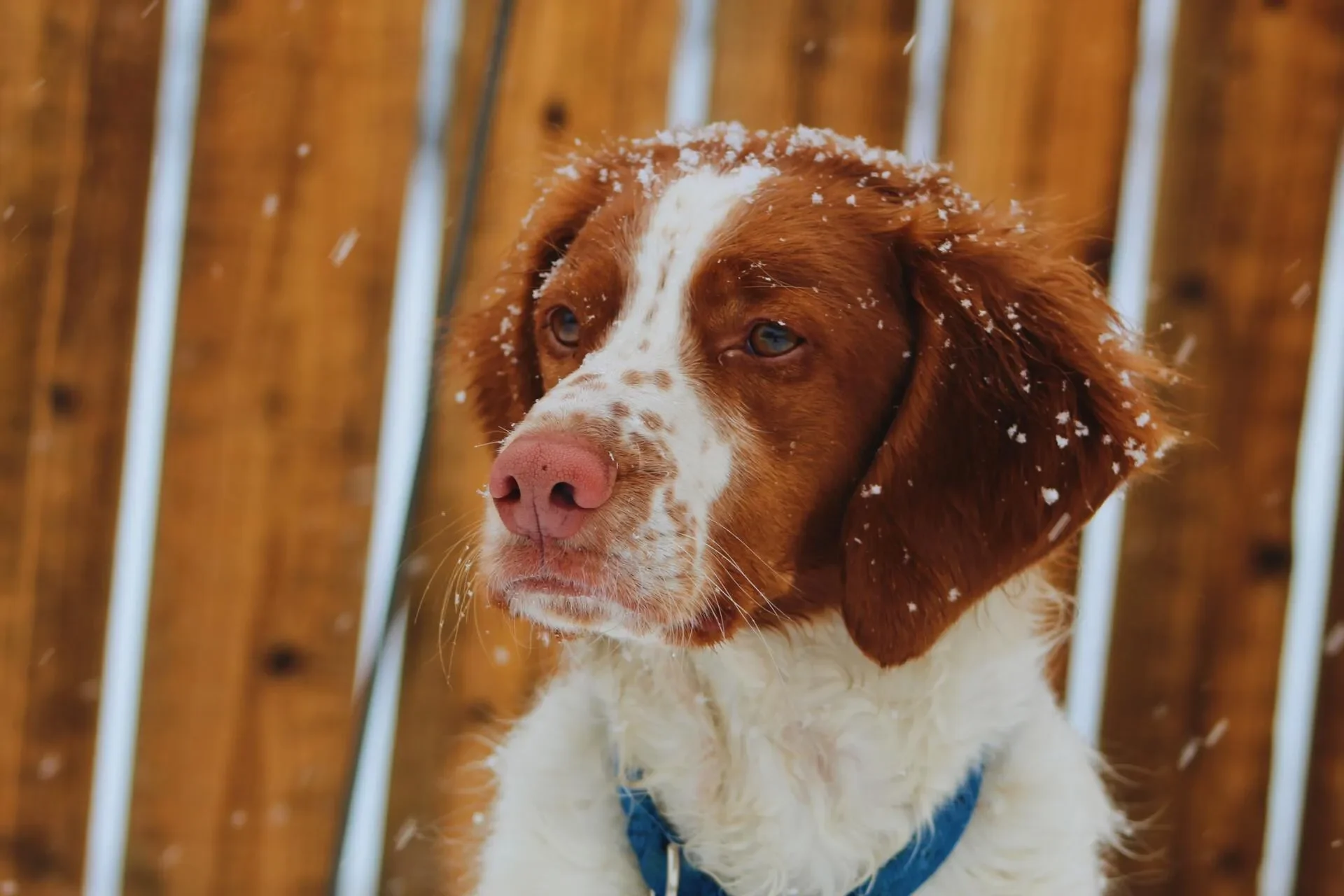 Cuidar perros en el frío