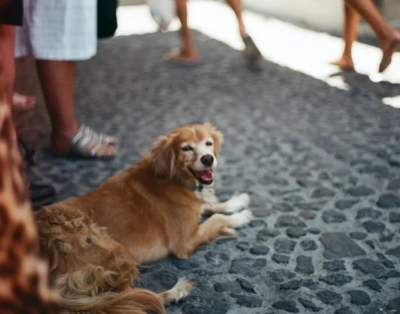 photo-1566590907221-77c297e13feb-1920w