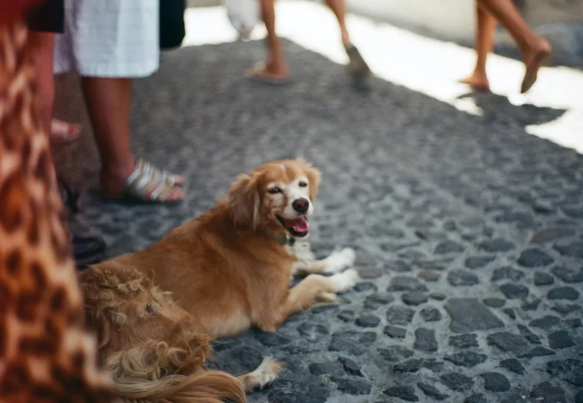 photo-1566590907221-77c297e13feb-1920w