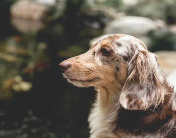 photo-1575876963212-a924f17fa3fe-1920w