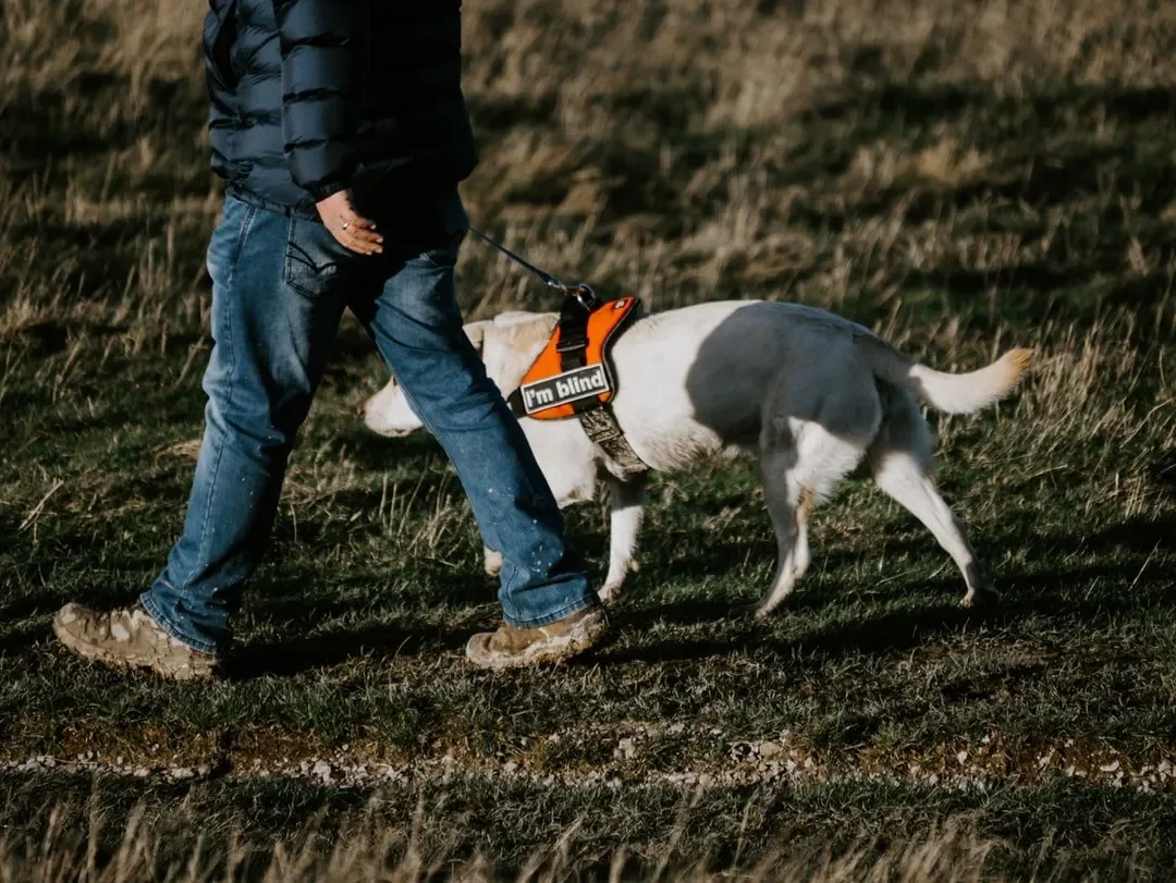 ¿Los Perros de Servicio Tienen que Estar Registrados?