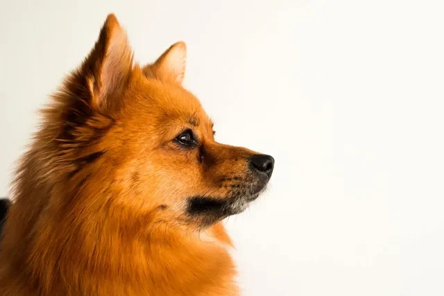 perro-suelta-pelo
