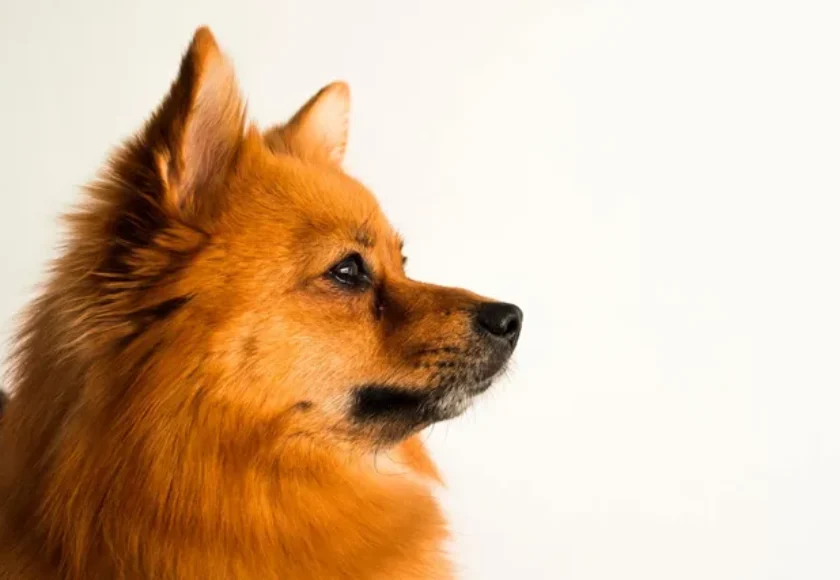 perro-suelta-pelo